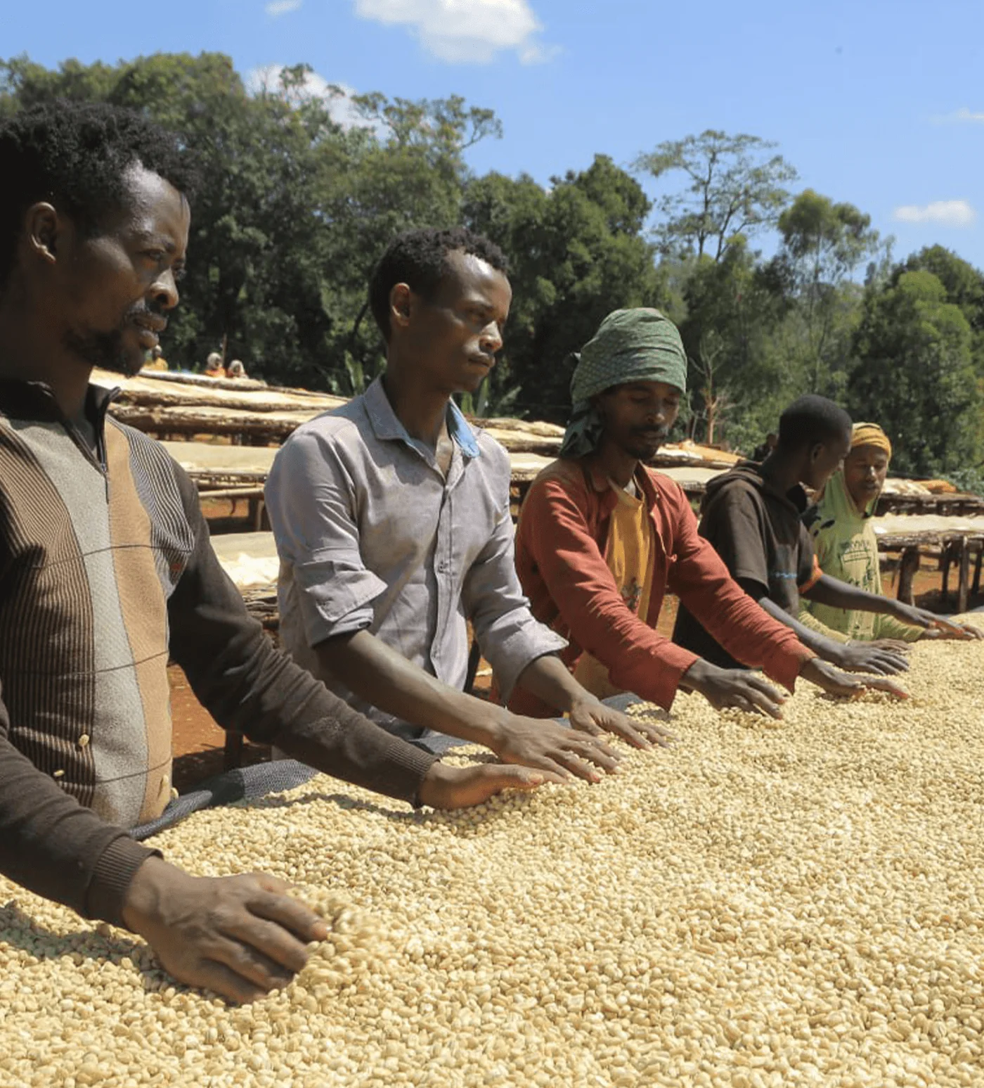 Ethiopia Banko Taratu - Image 4