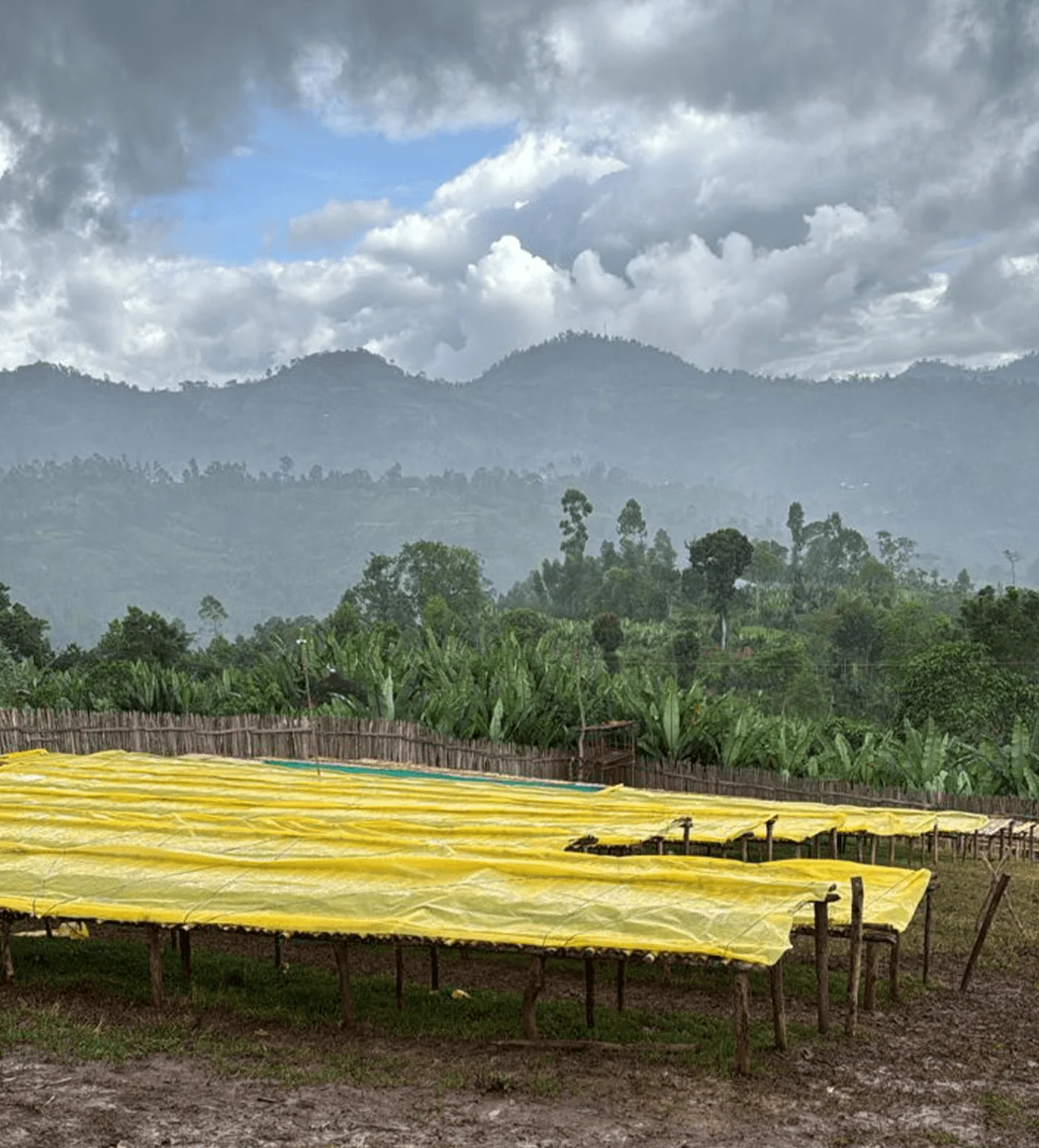 Ethiopia Bekele Yutute - Image 3