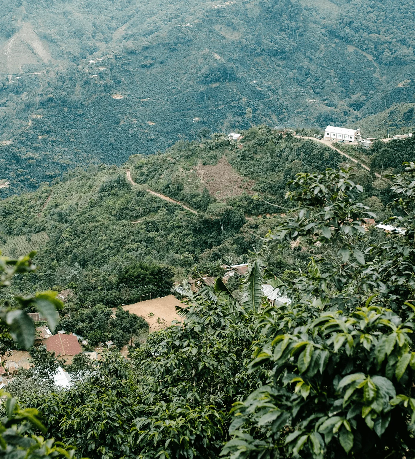 Archive: Guatemala Bella Vista - Image 3