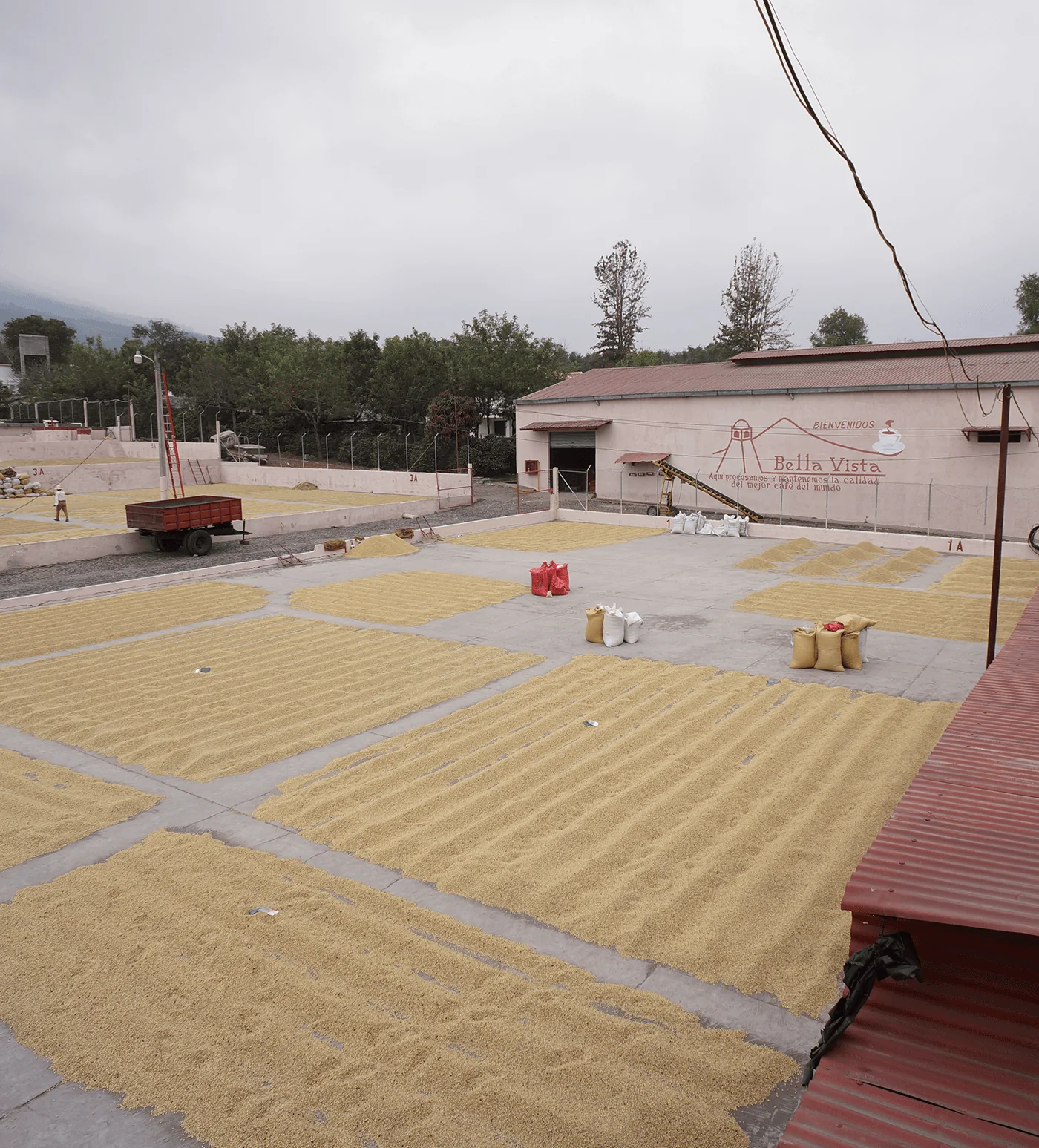 Archive: Guatemala Bella Vista - Image 4