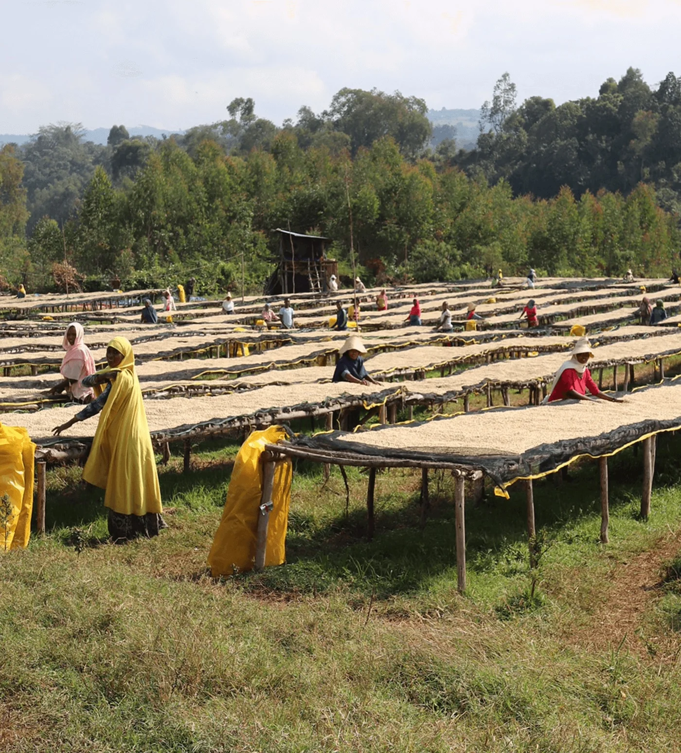 Archive: Ethiopia Biftu Gudina - Image 4