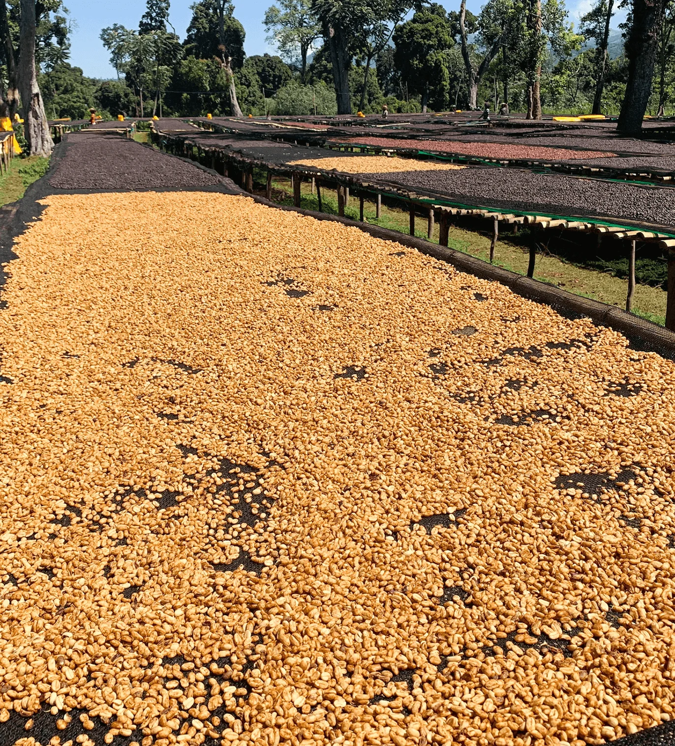 Archive: Ethiopia Buriso Amaje Natural - Image 3