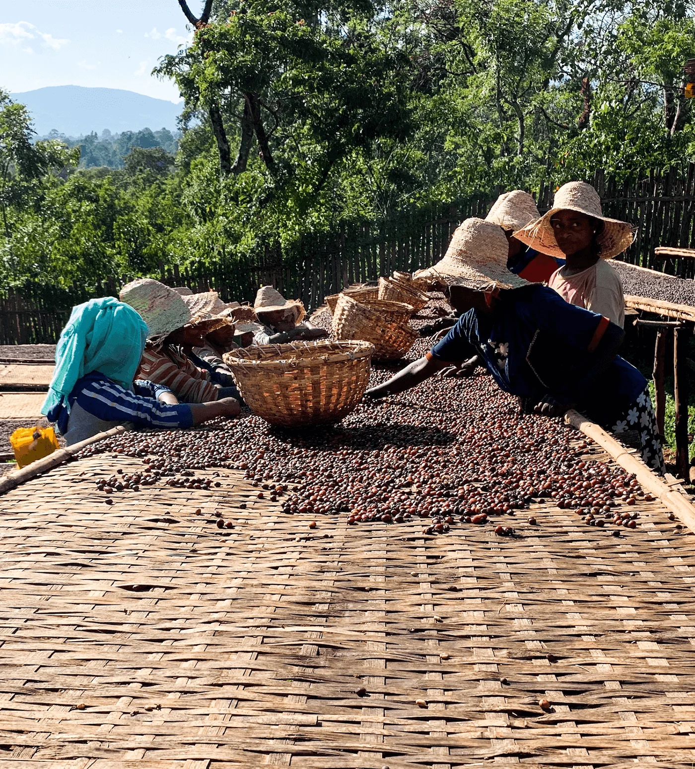 Archive: Ethiopia Buriso Amaje Natural - Image 4