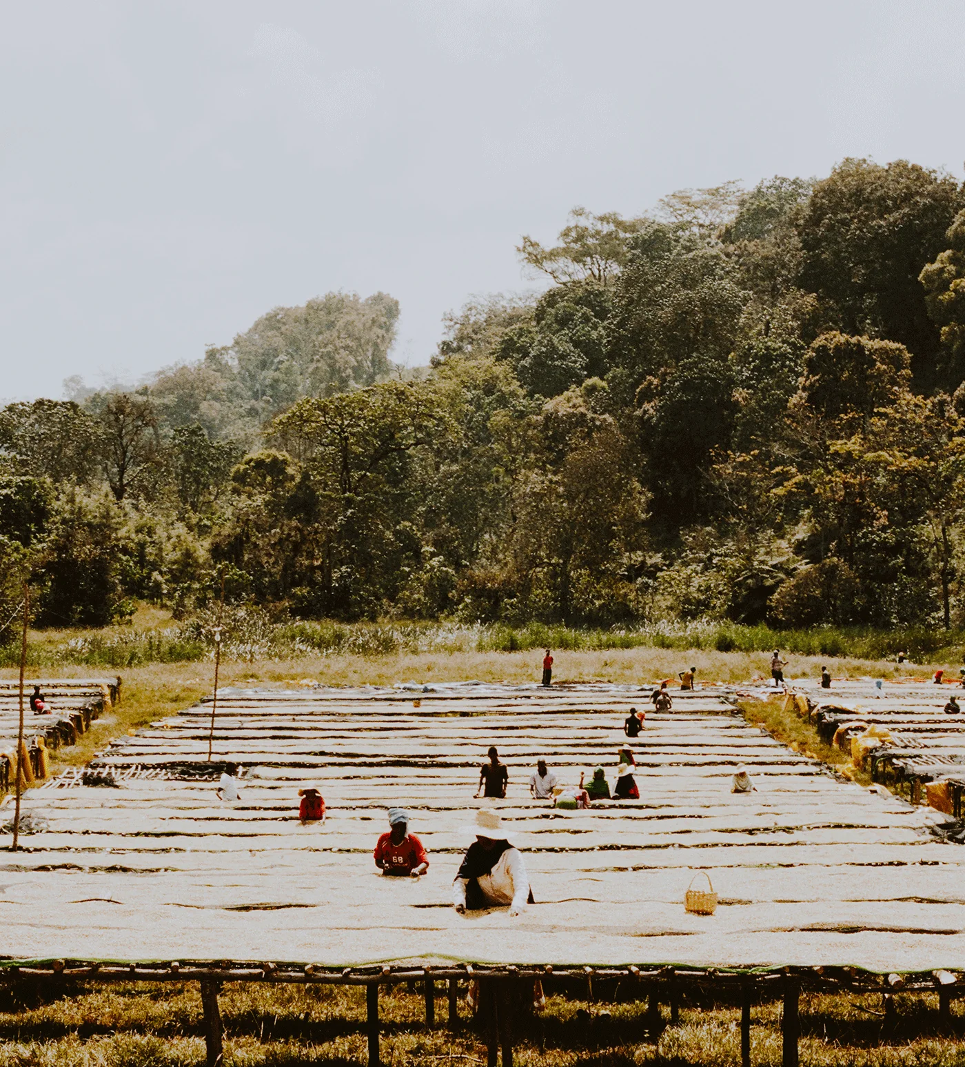 Archive: Ethiopia Duromina Espresso - Image 3