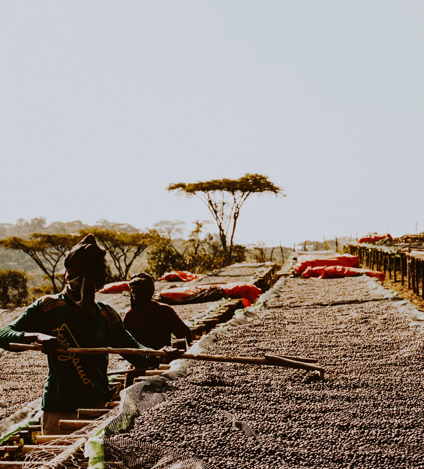 Archive: Ethiopia Duromina Espresso - Image 4