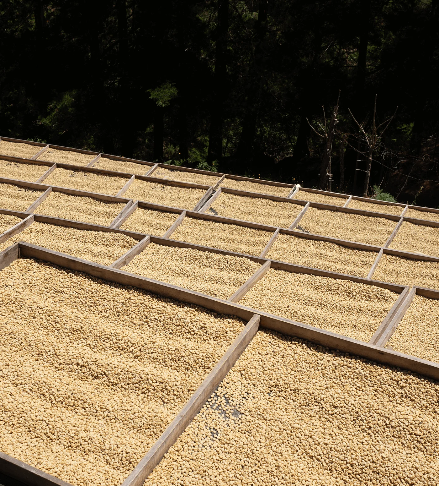 Archive: Costa Rica Finca Macho - Image 4