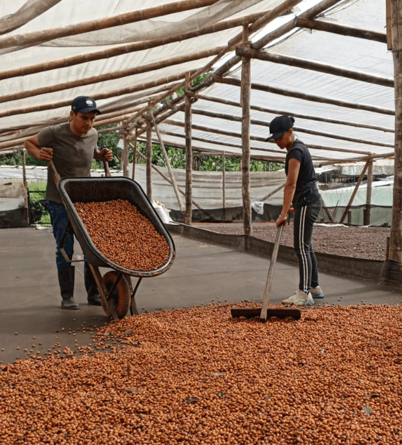 Colombia Gerson Mora Bourbon Aji Farmlevel Reserve - Image 3
