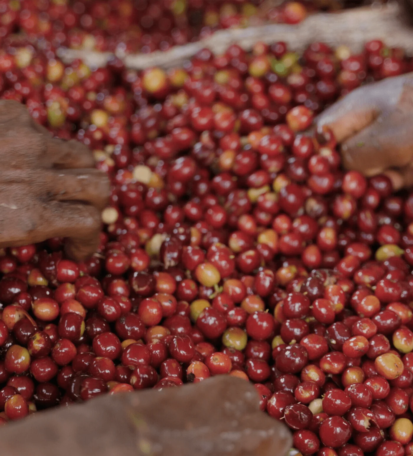 Archive: Ethiopia Gogogu - Image 4