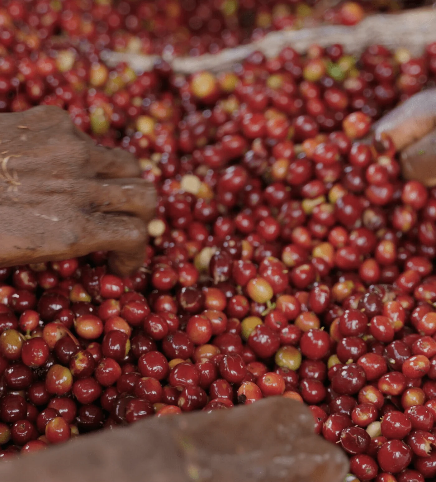 Archive: Ethiopia Goro Muda - Image 4