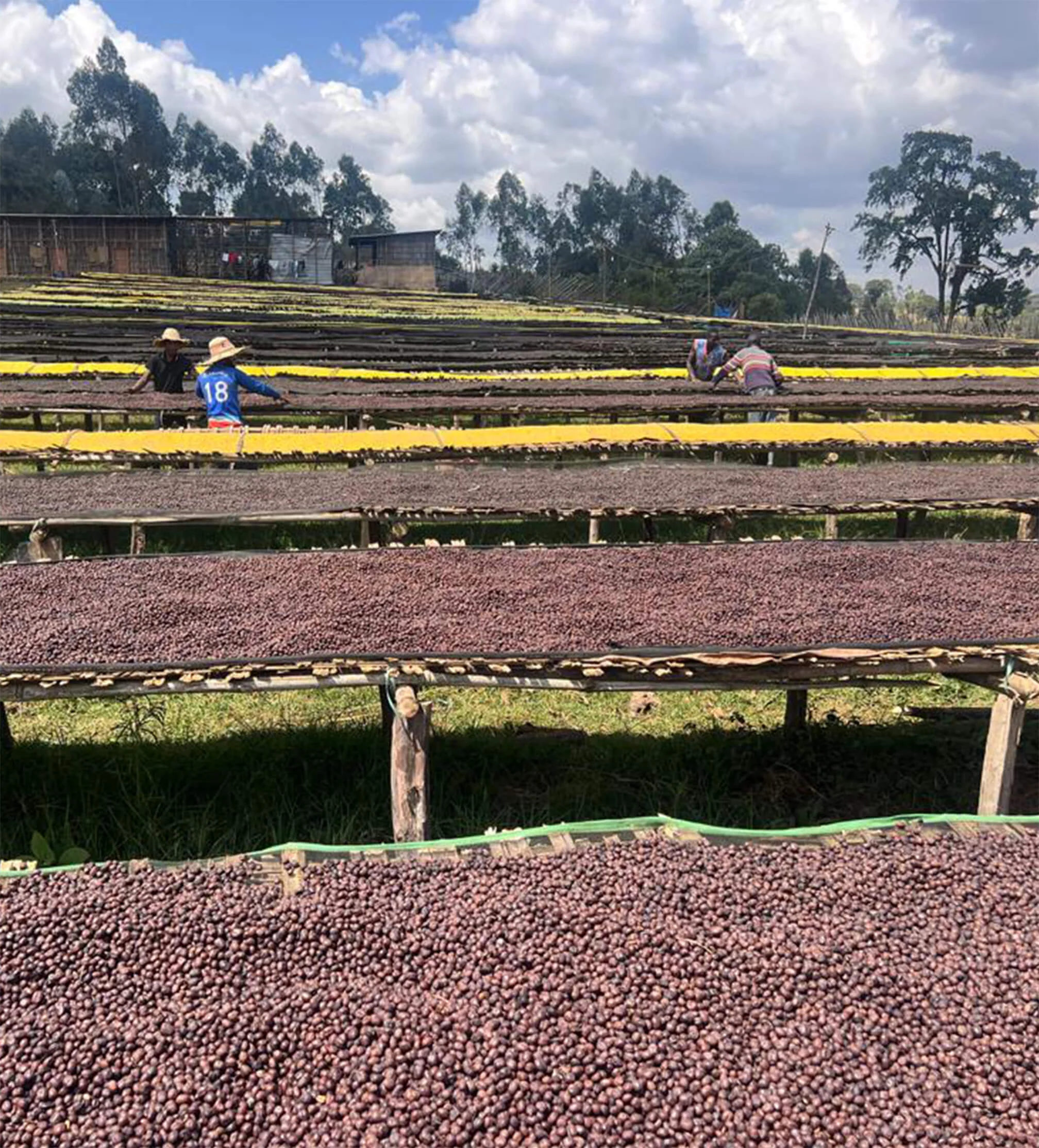 Ethiopia Anasora Natural Espresso - Image 4