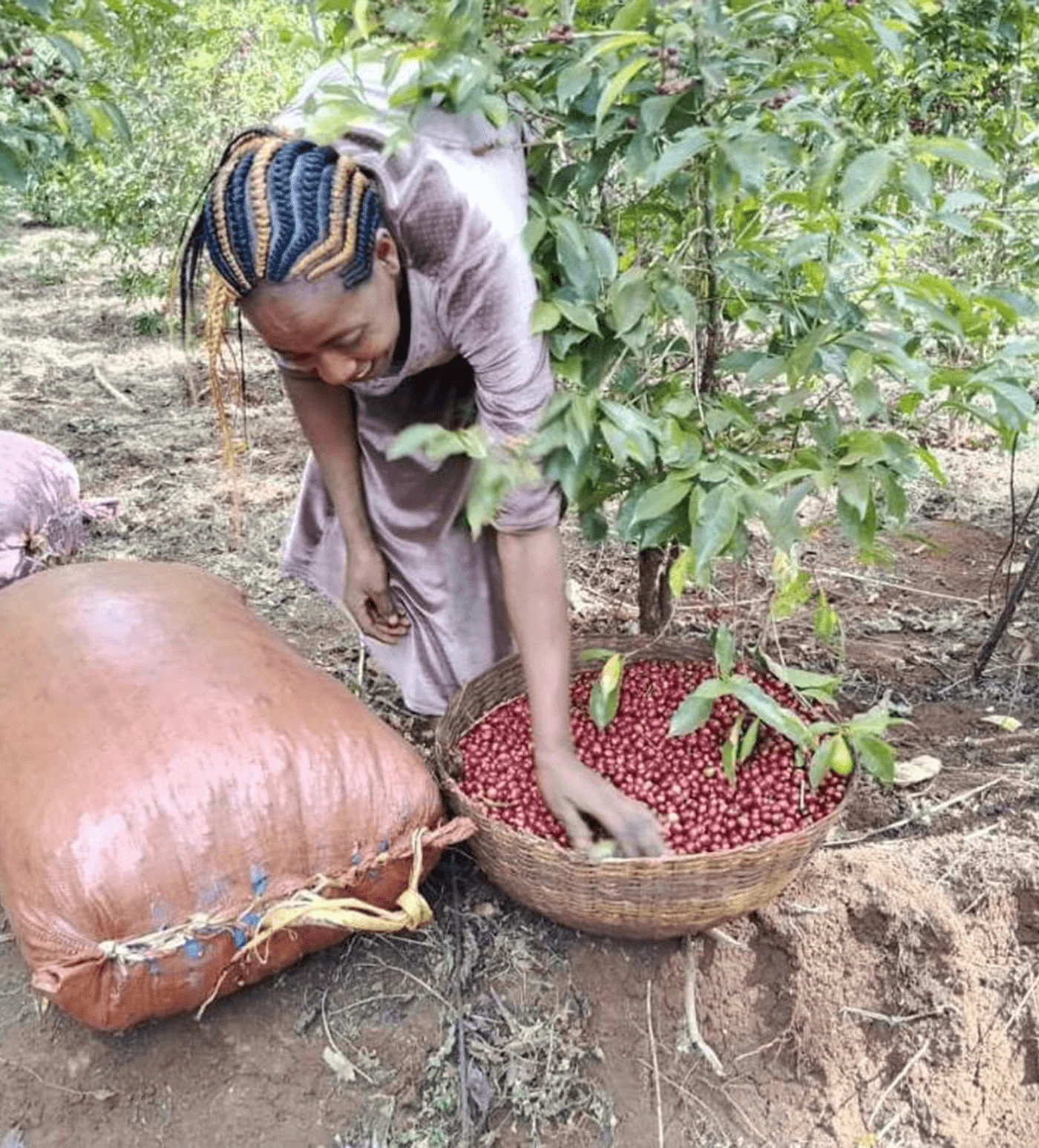Ethiopia Habtamu Fikadu - Image 3