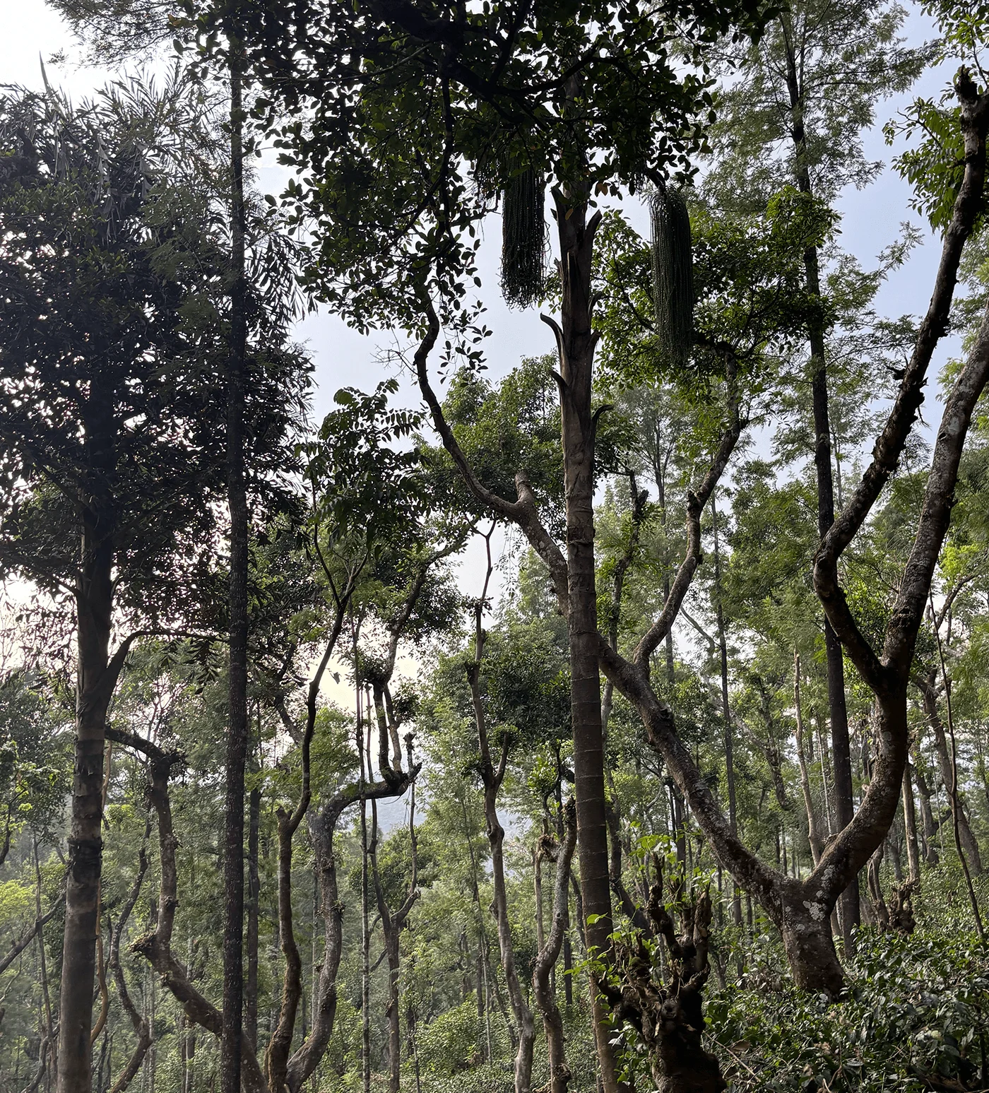 Archive: India Hulikere - Image 4