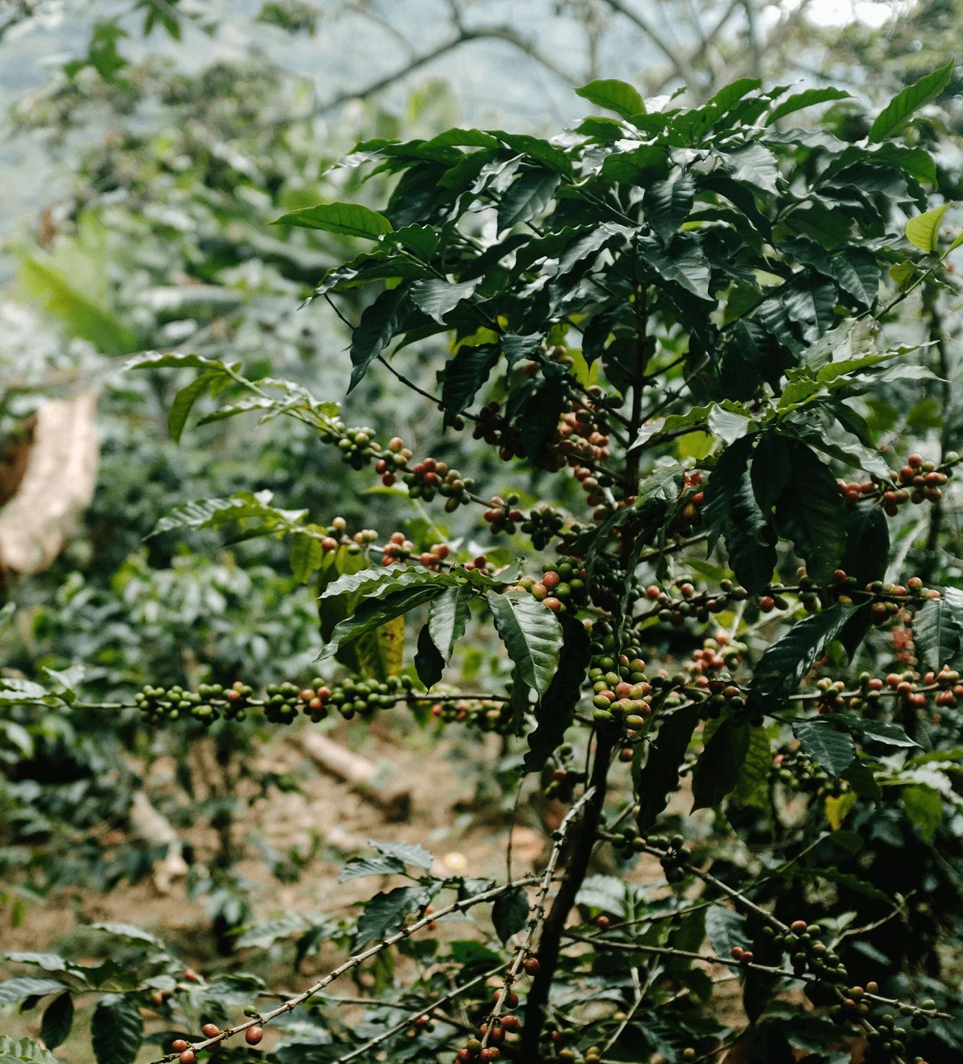 Archive: Guatemala Jacinto Domingo - Image 3