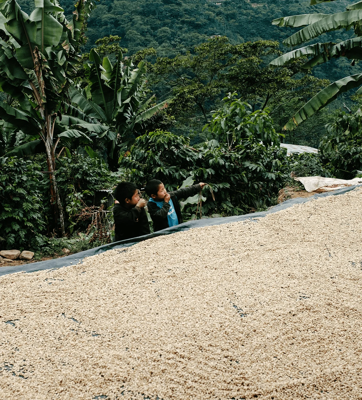 Archive: Guatemala Jacinto Domingo - Image 4