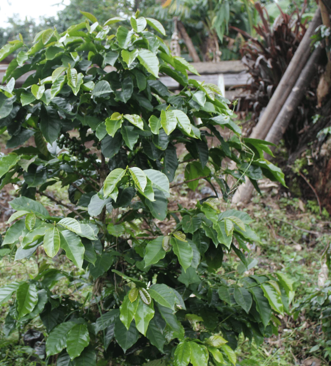 Archive: Honduras Jorge Lanza - Image 4