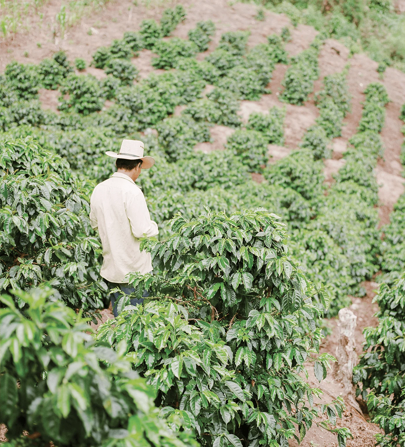 Archive: Honduras Juan Benitez - Image 4