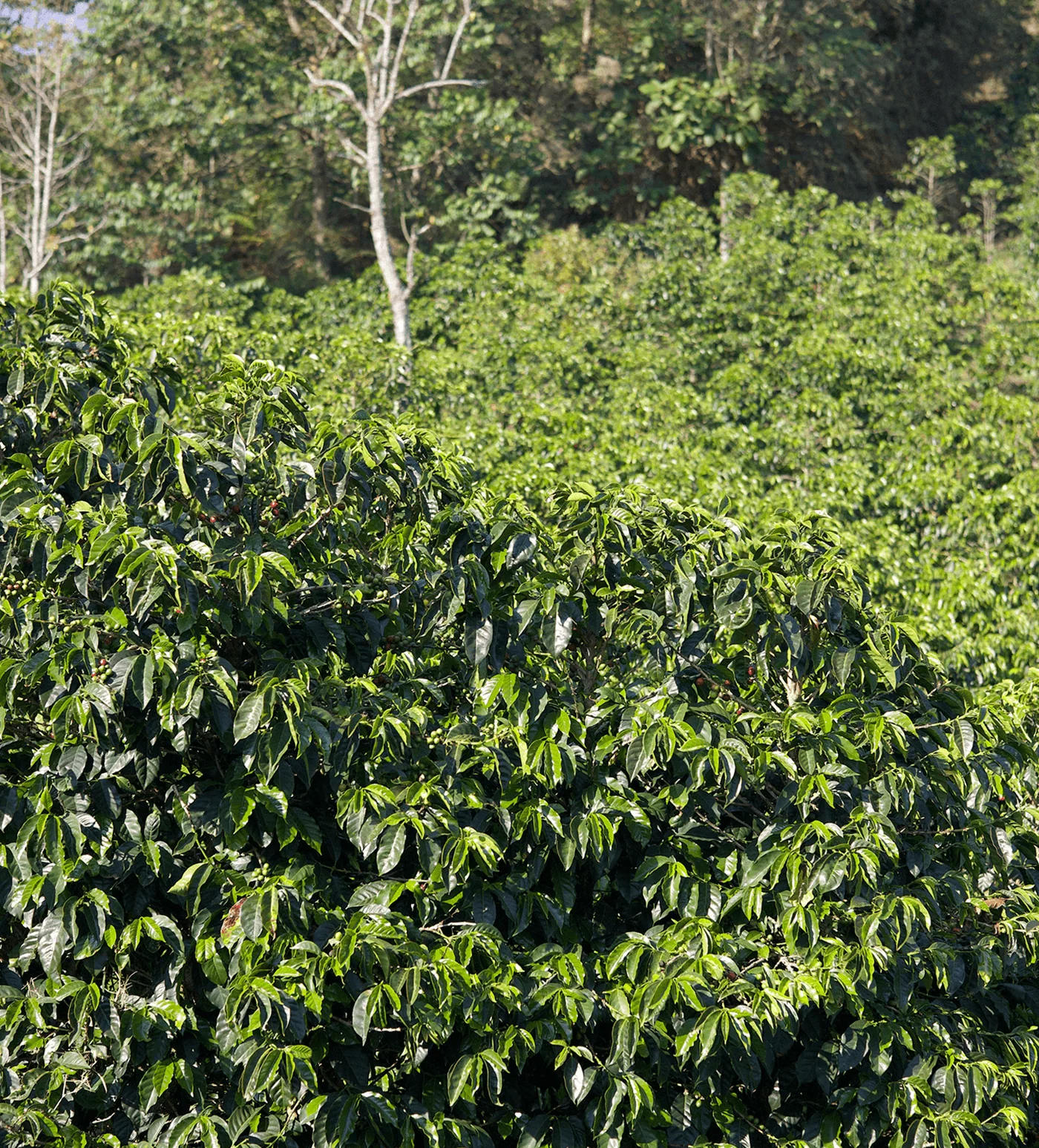 Archive: Honduras La Leona - Image 3