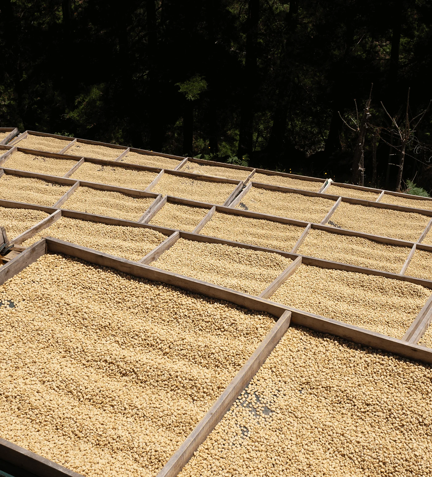 Archive: Costa Rica La Obediencia Espresso - Image 4