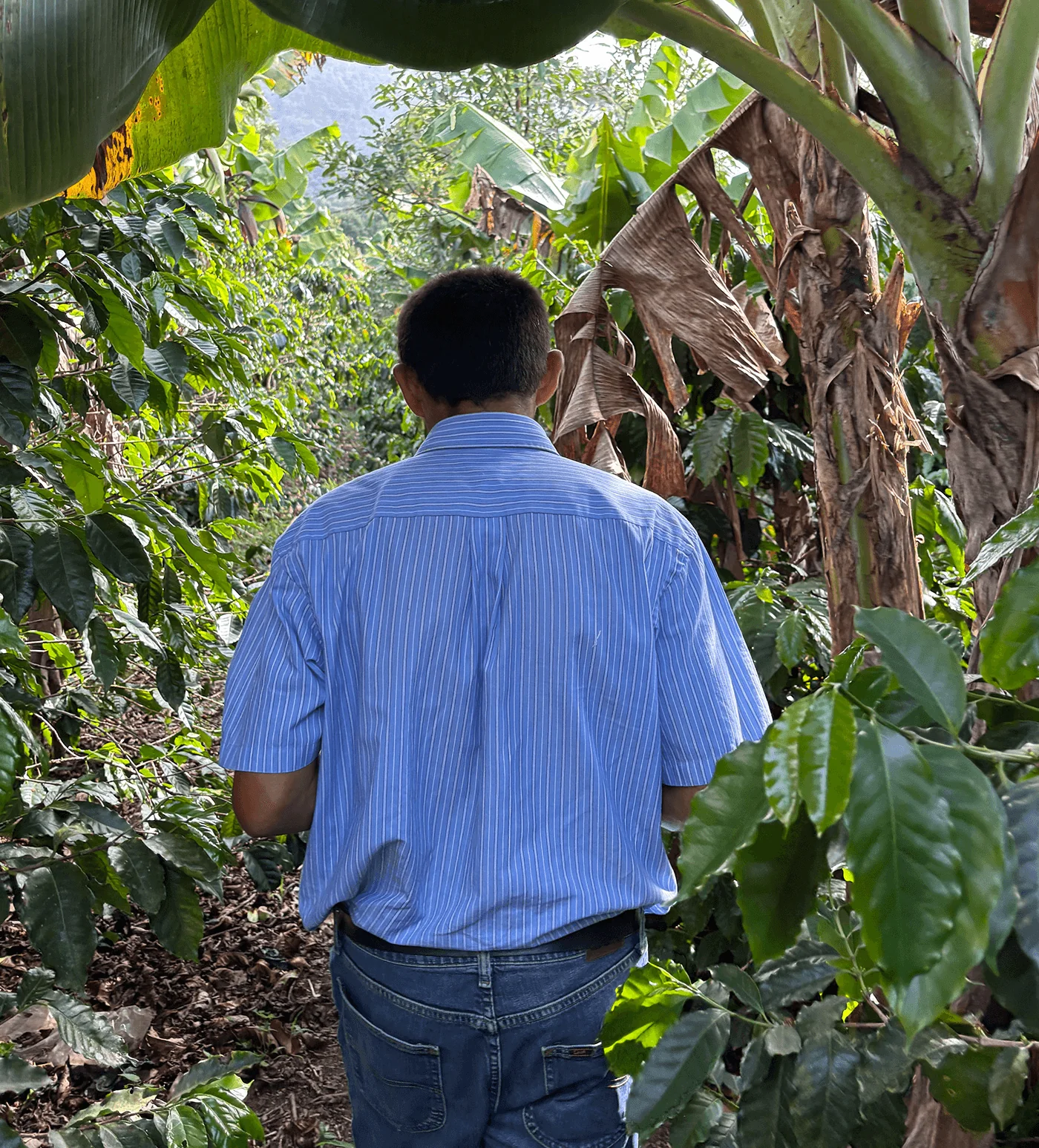 Archive: Honduras Leonicio Castellon - Image 4