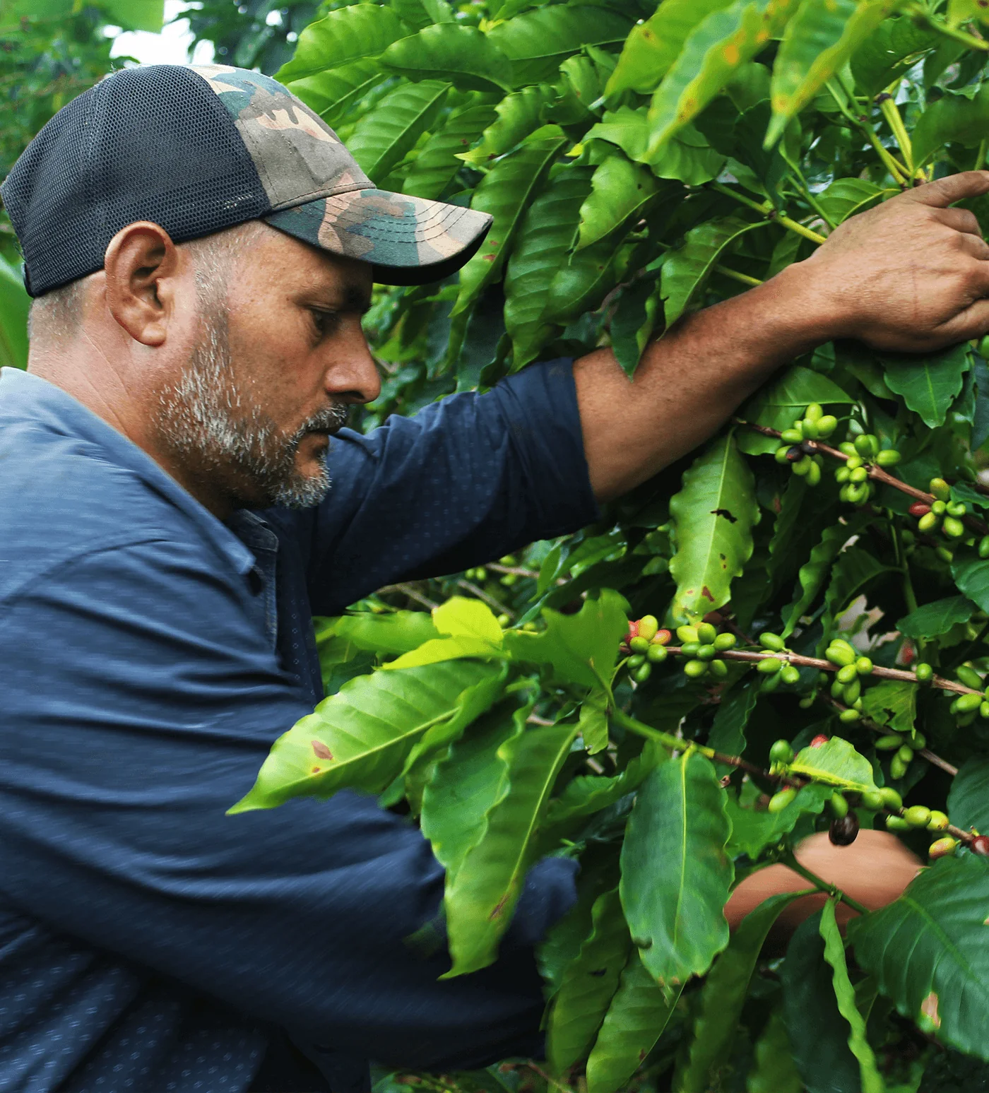 Archive: Honduras Martir Fernandez - Image 3