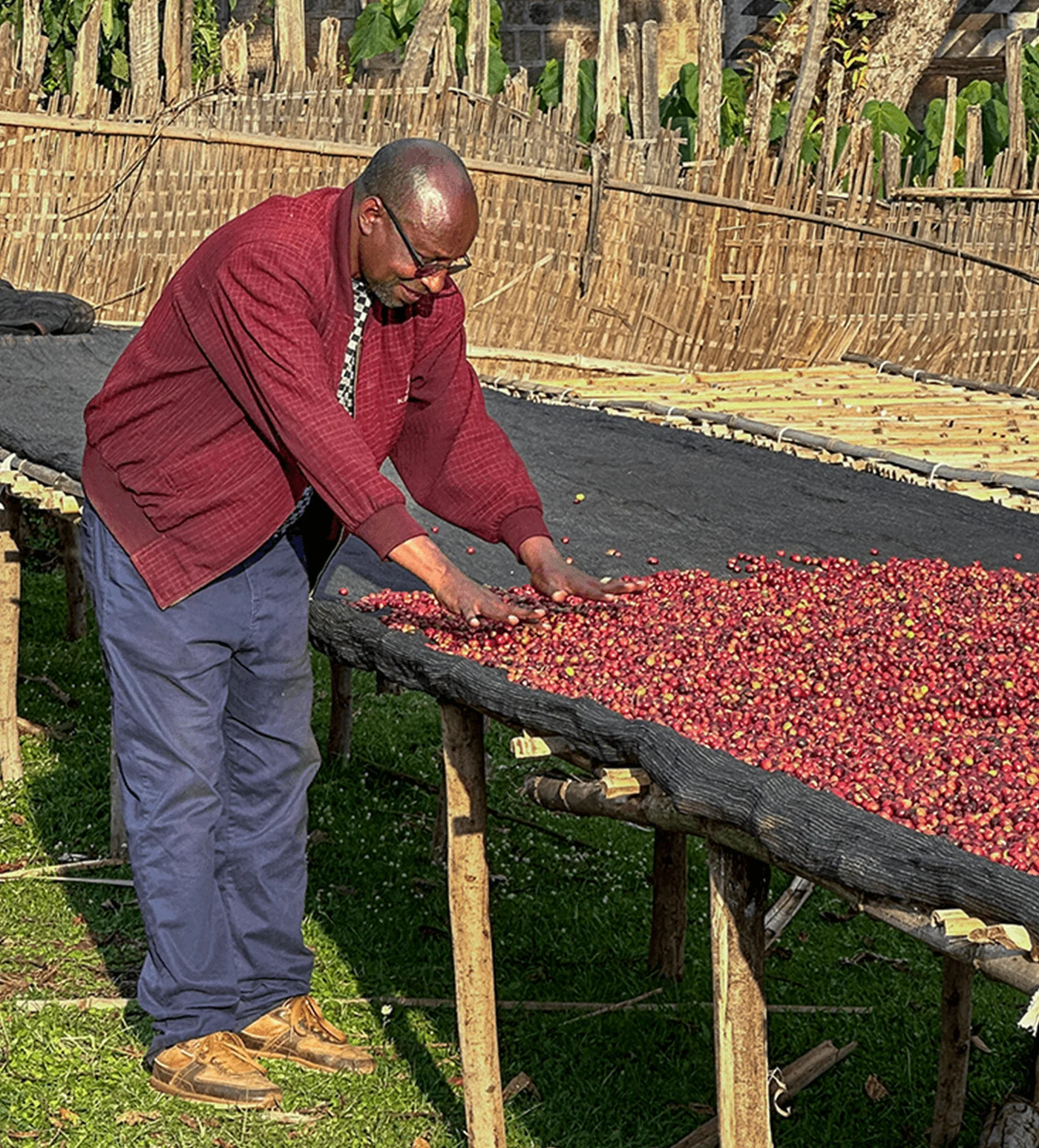 Archive: Ethiopia Mate Matiwos Natural - Image 4
