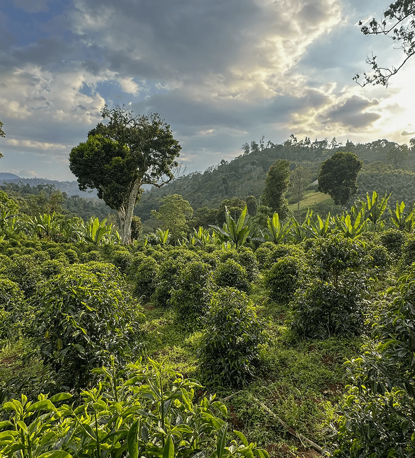 Archive: Ethiopia Mate Matiwos Natural - Image 5