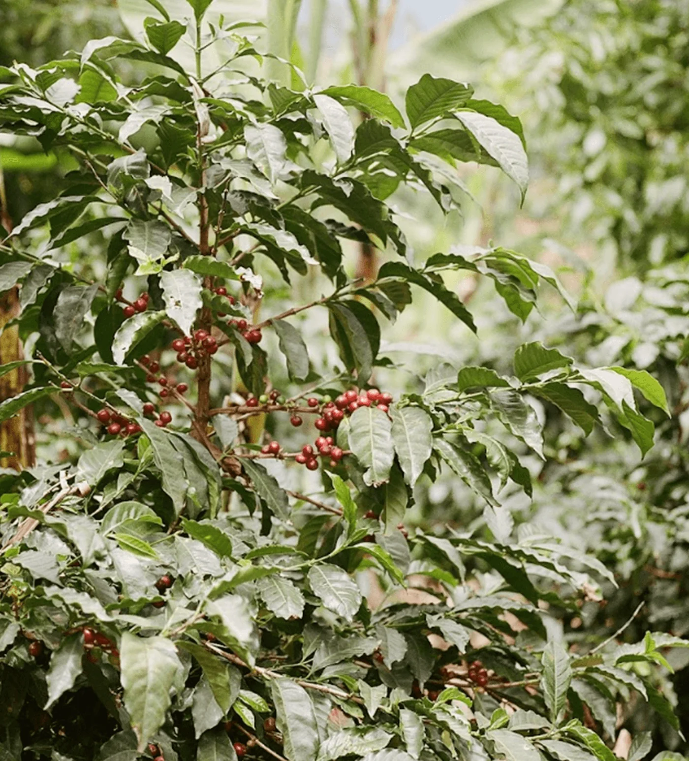 Archive: Costa Rica Montes de Oro - Image 3