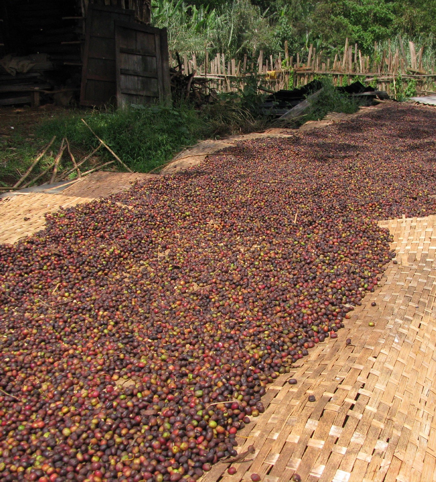 Morning Brew Blend - Image 3