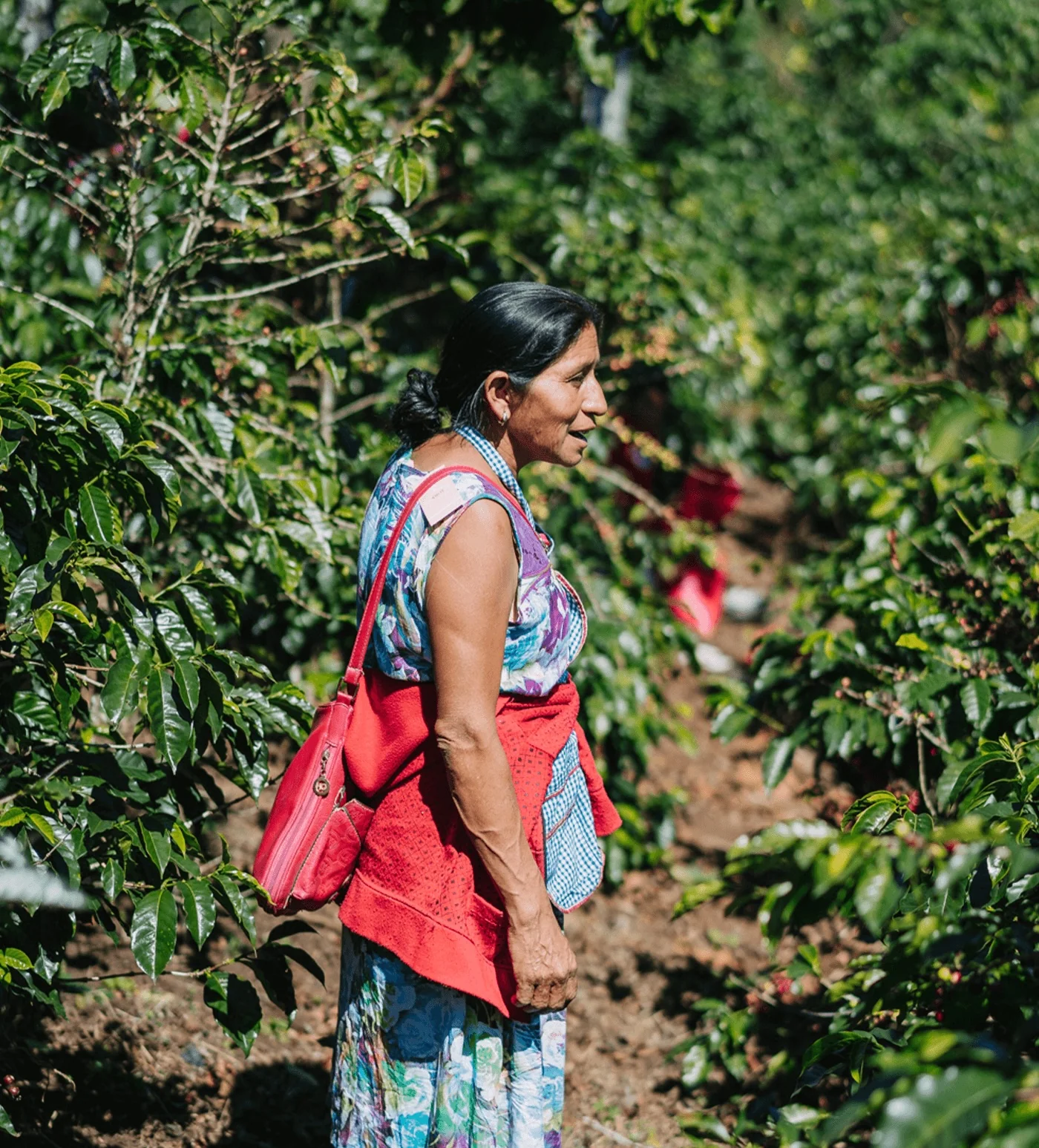Archive: Guatemala Mujeres de Huehue - Image 6