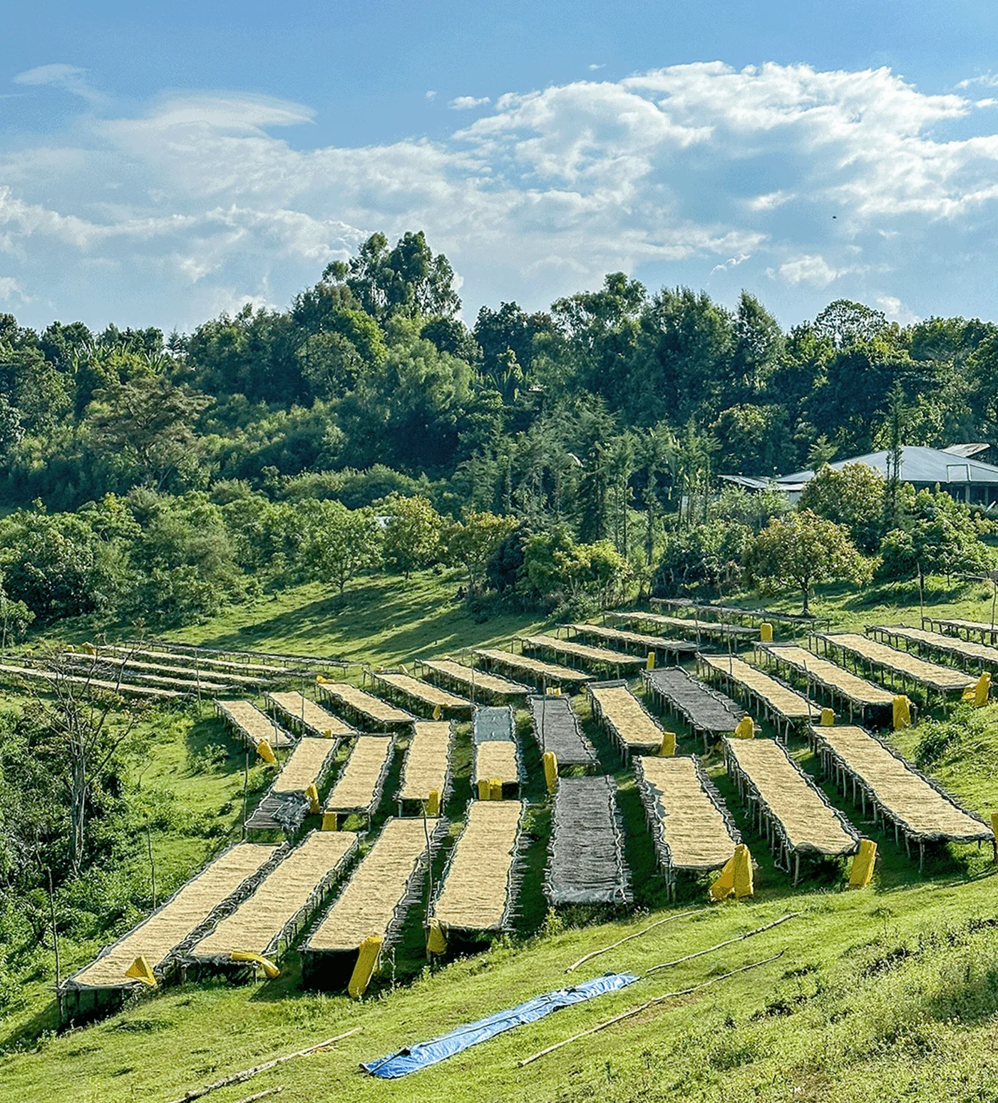 Archive: Ethiopia Musa Abalulesa - Image 3