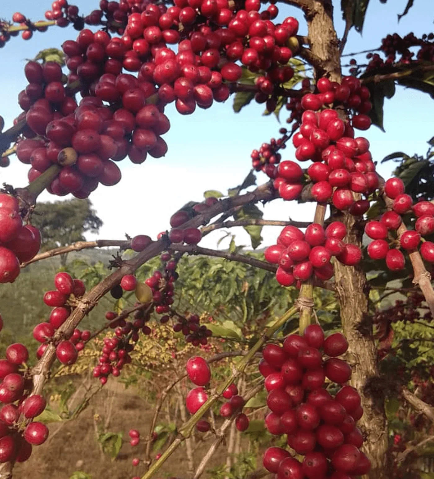 Archive: Ethiopia Shakiso Natural - Image 3