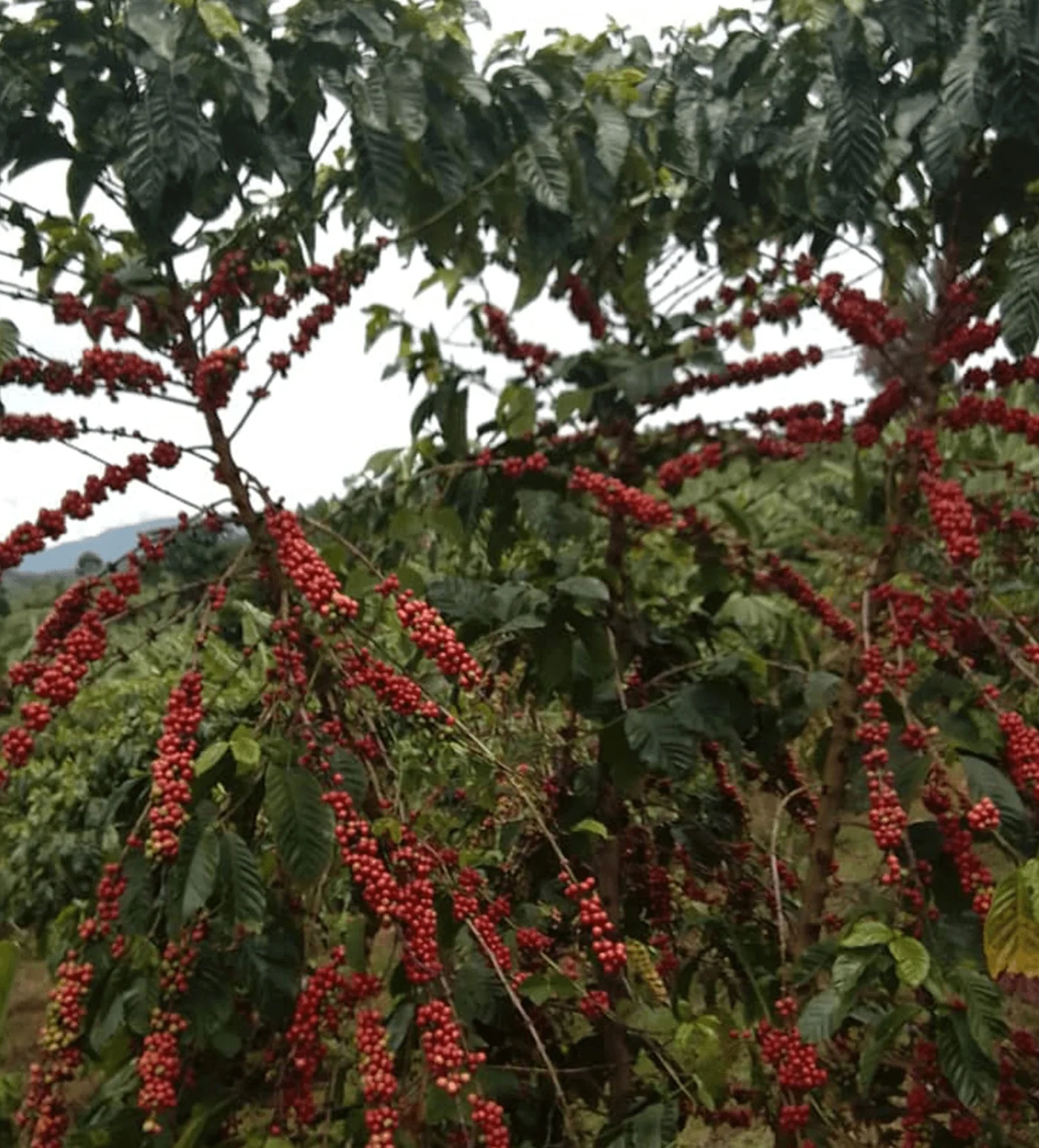 Archive: Ethiopia Shakiso Natural - Image 4