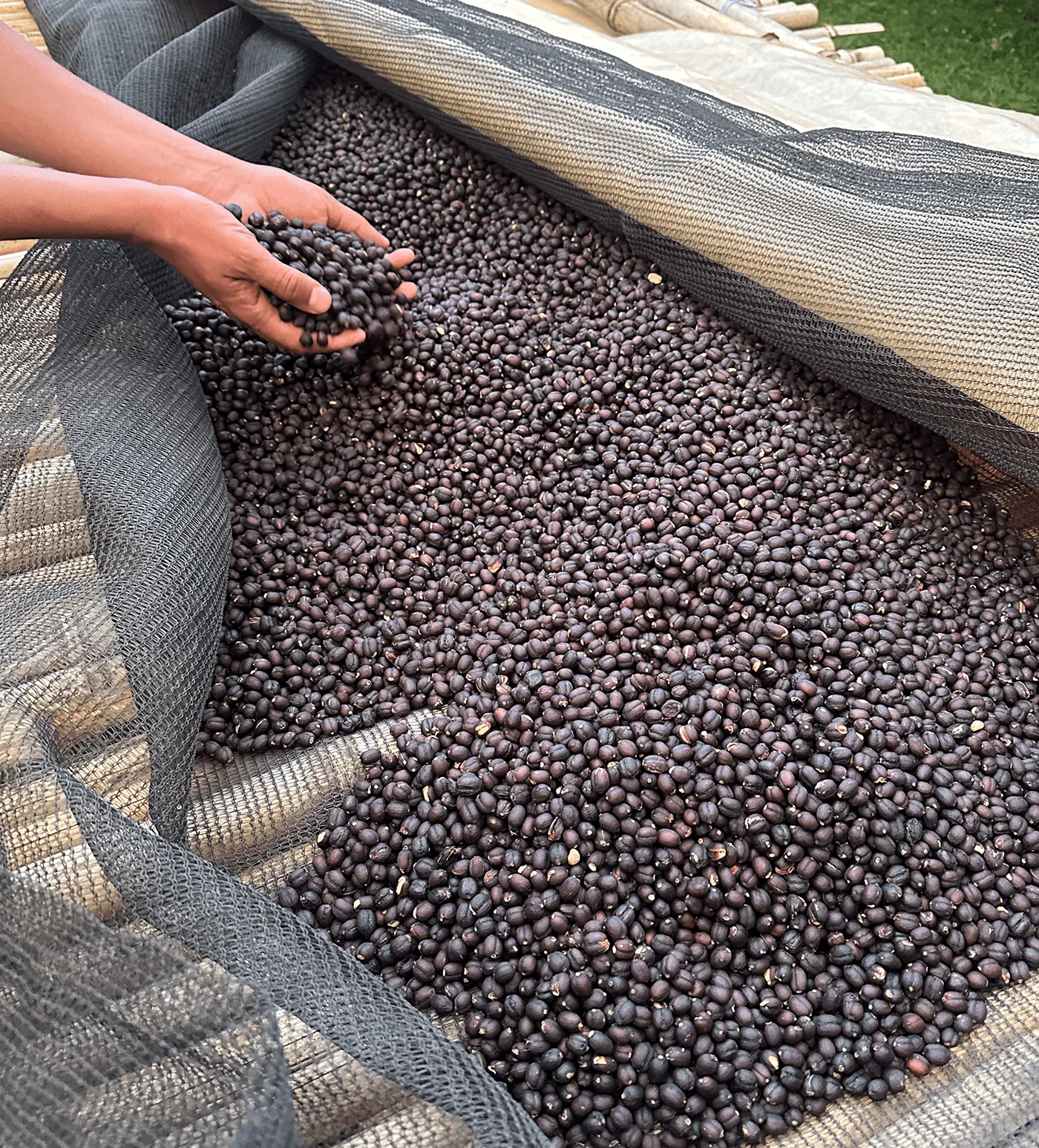 Archive: Ethiopia Tuke Yute Anaerobic Natural - Image 3