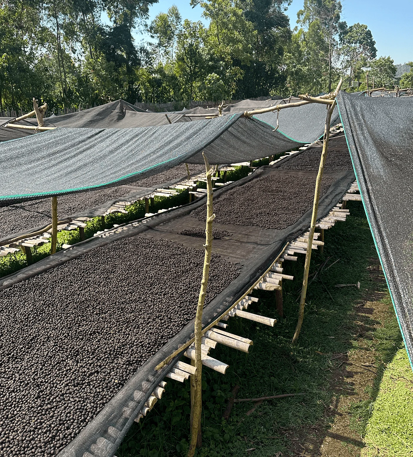 Archive: Ethiopia Tuke Yute Anaerobic Natural - Image 4