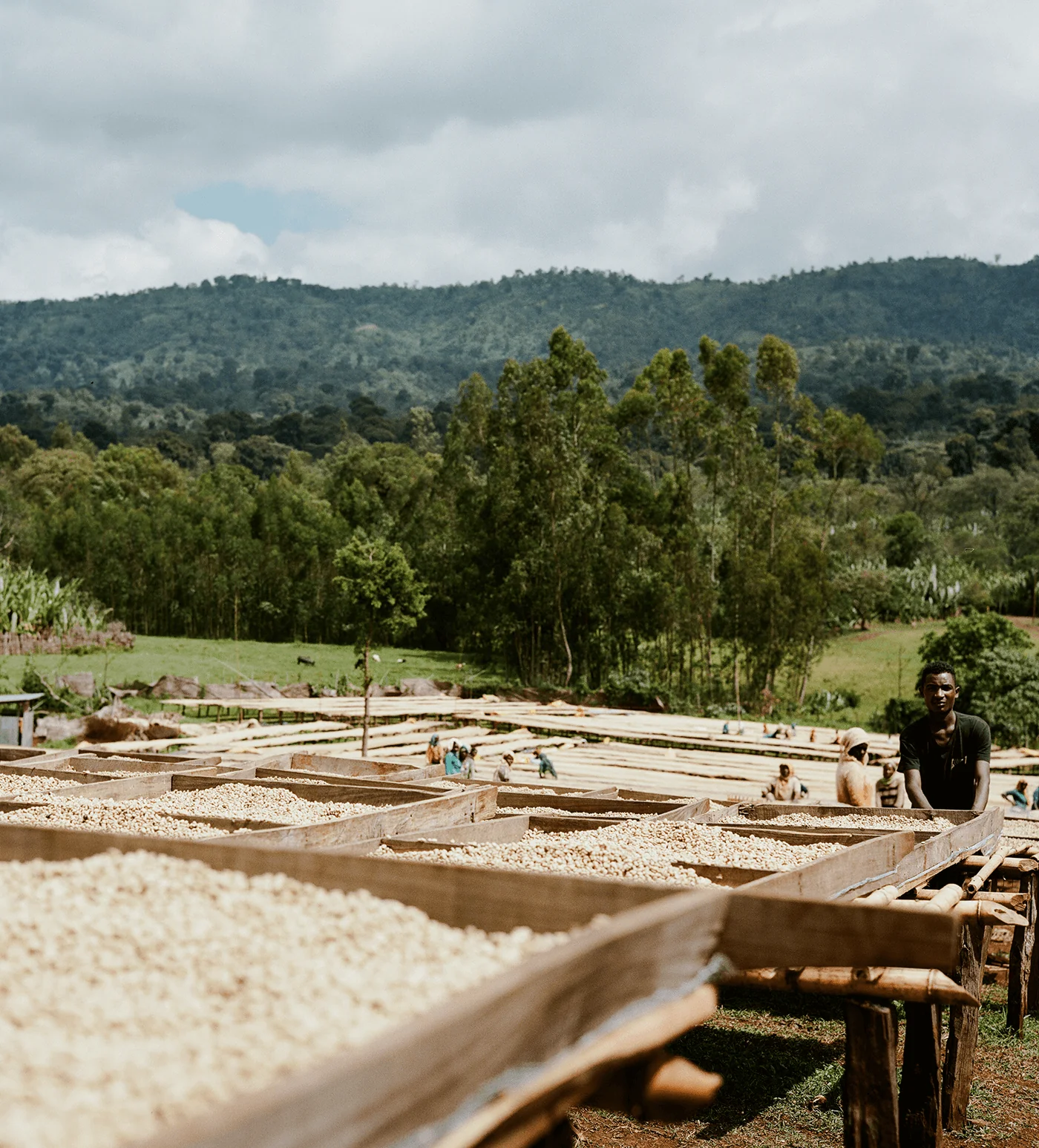 Archive: Ethiopia Worka - Image 3